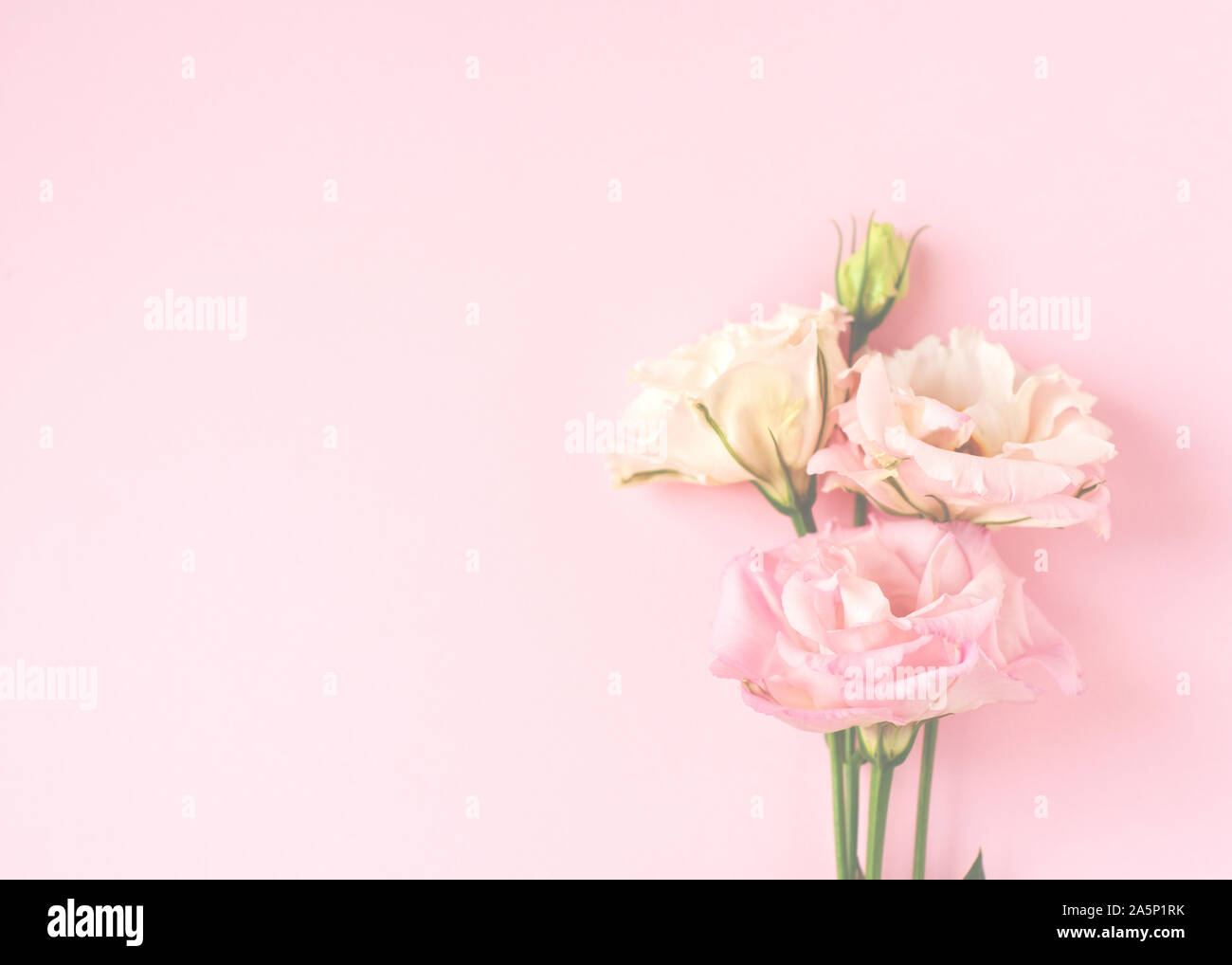 Beautiful pink and white eustoma flower (lisianthus) in full bloom with green leaves. Bouquet of flowers on pink background. Stock Photo