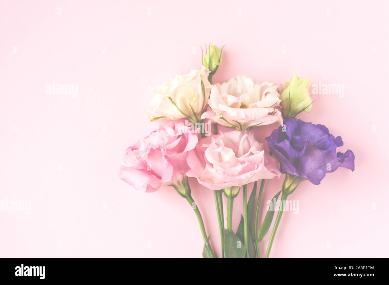Beautiful pink, purple and white eustoma flower (lisianthus) in full bloom with green leaves. Bouquet of flowers on pink background. Stock Photo