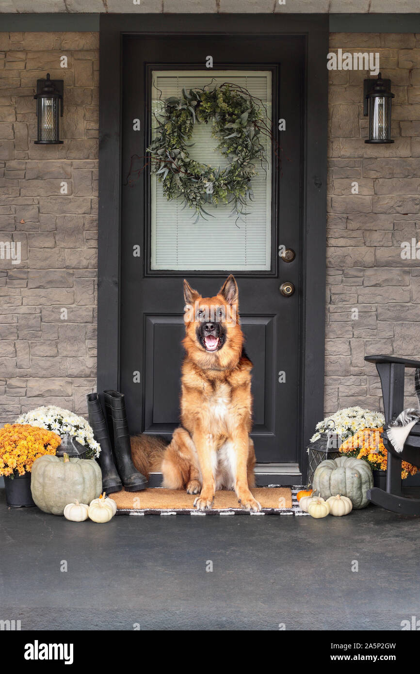 German Shepherd dog sitting on front porch decorated for Thanksgiving Day with homemade wreath hanging on door. Heirloom gourds,  white pumpkins, rain Stock Photo