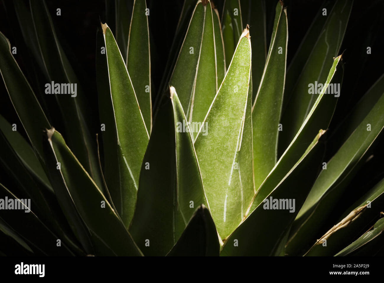 Close up of plant Stock Photo