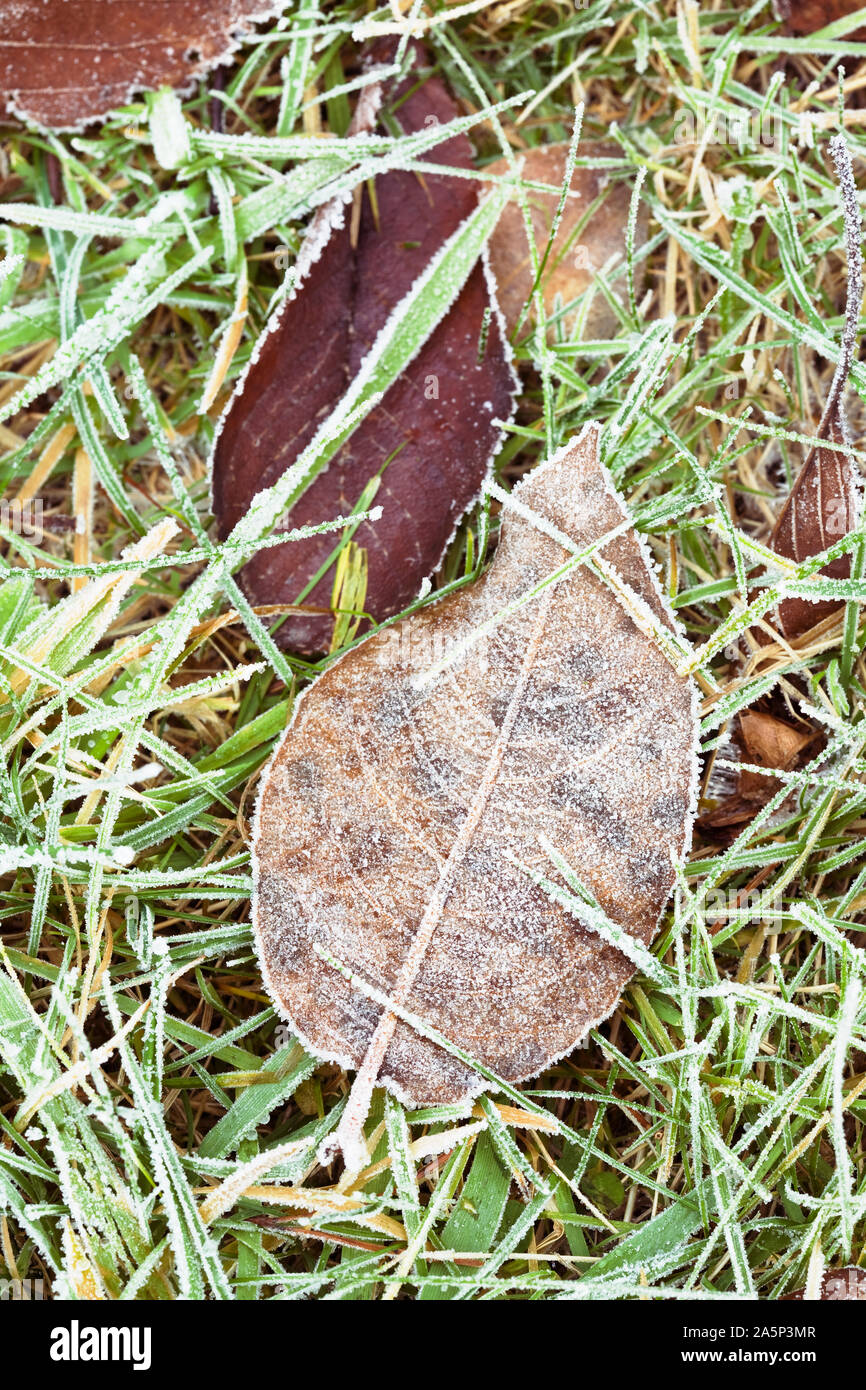 Frost on autumn leaves Stock Photo