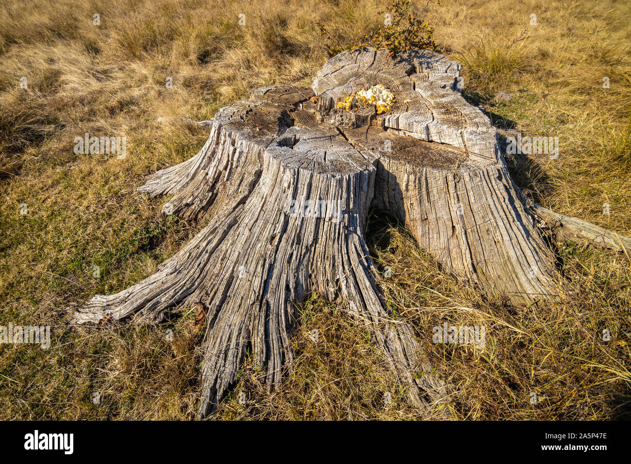 Stump from big removal tree, in meadow Stock Photo - Alamy