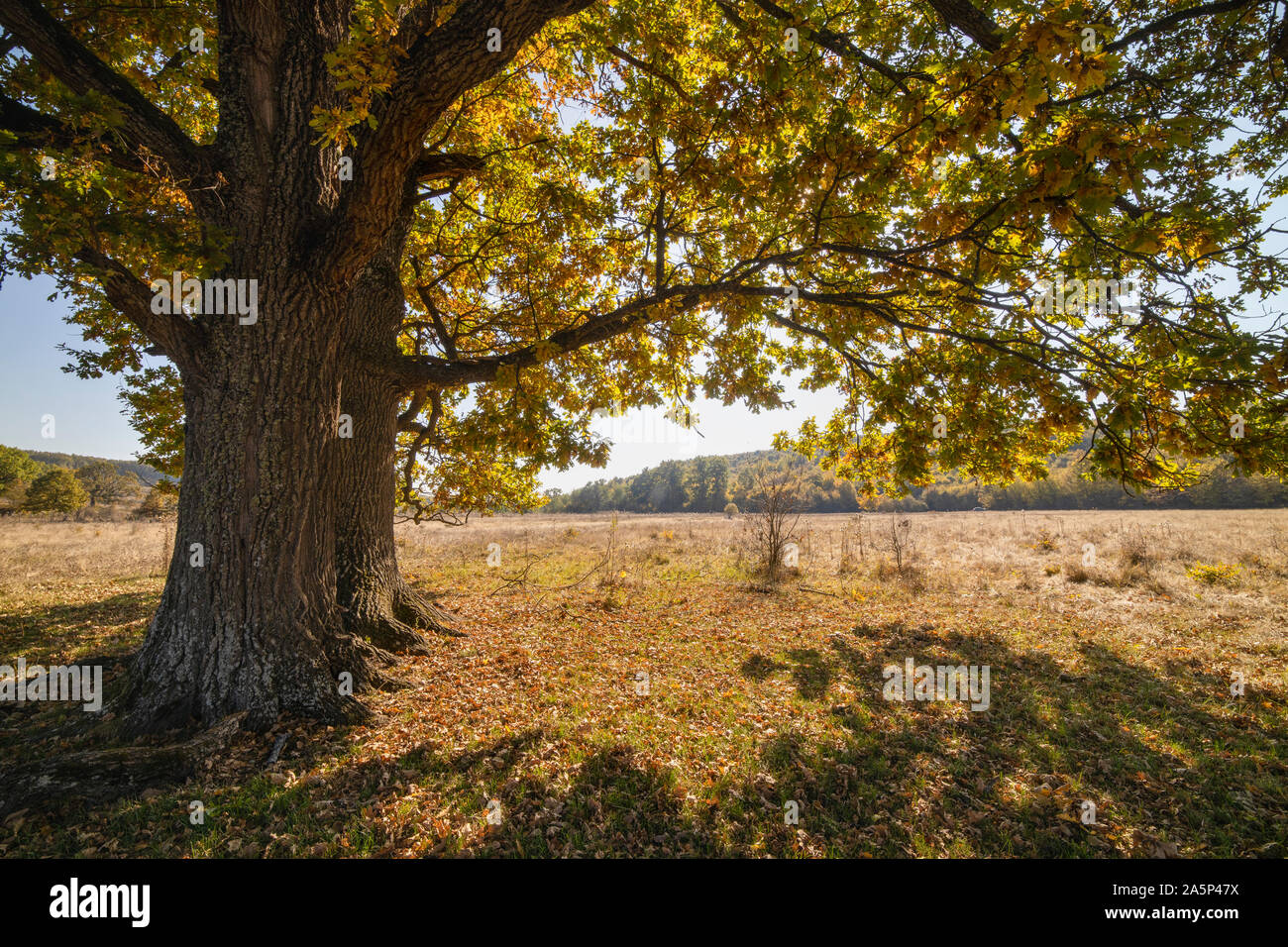 Huge centennial oak tree on a field in the autumn Stock Photo - Alamy