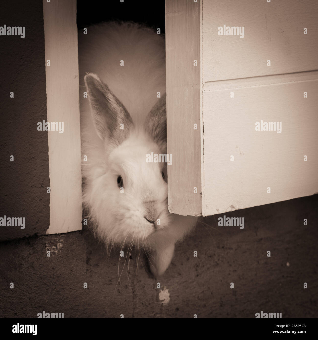 Bunny being curious Stock Photo