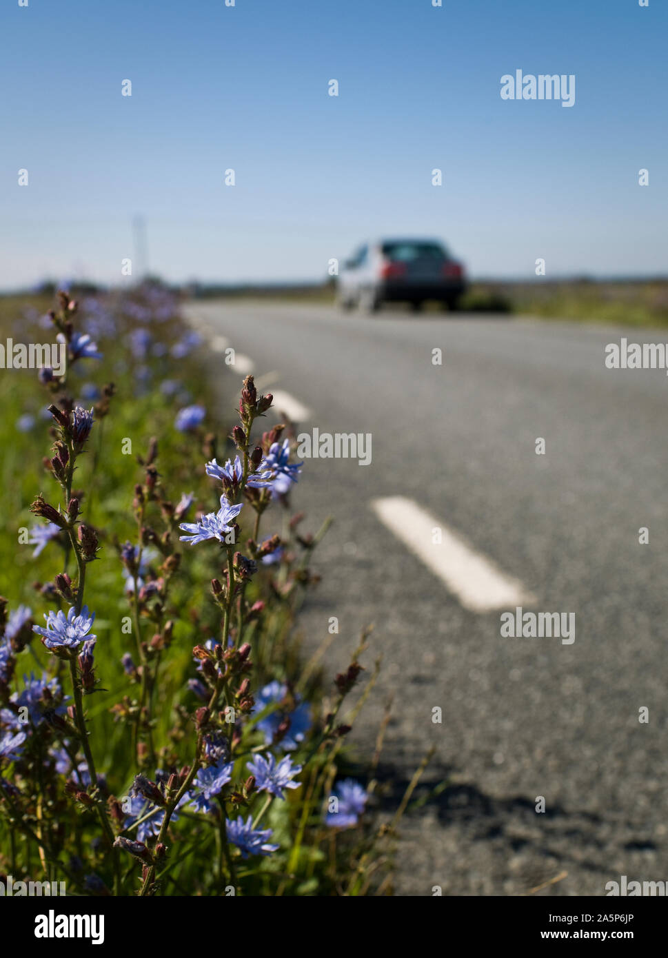 Wildflowers on side of road Stock Photo Alamy