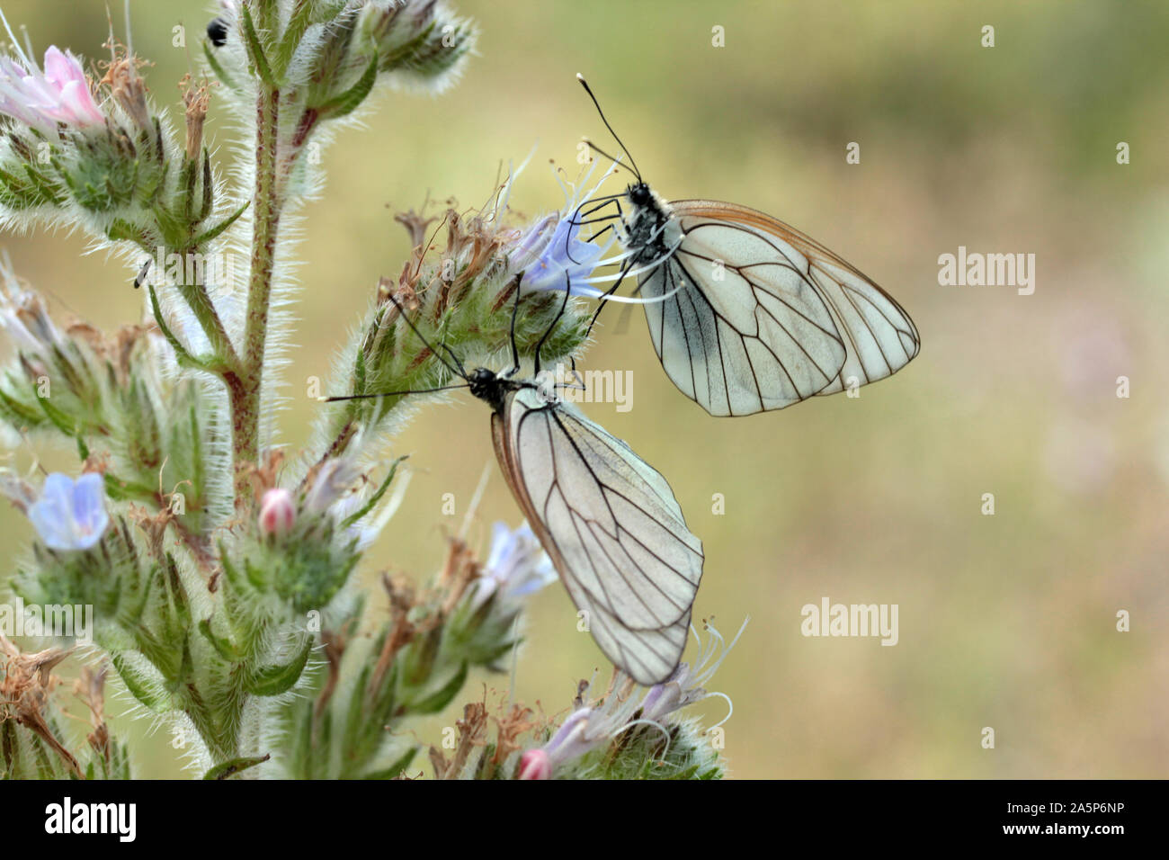 butterfly on wild flower - Viper’s Bugloss (Echium vulgare) Stock Photo