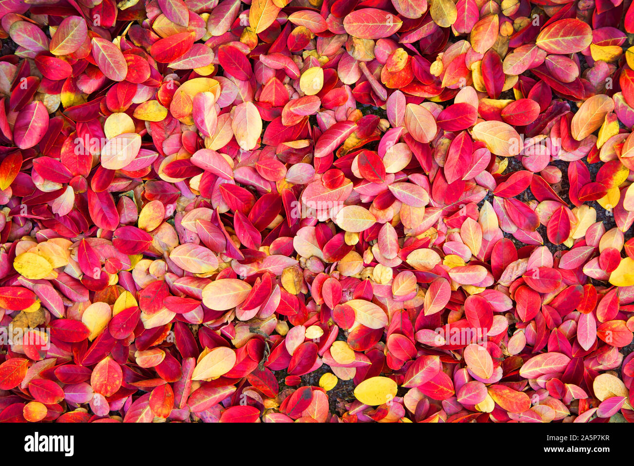 Colorful autumnal leaves on the ground background Stock Photo