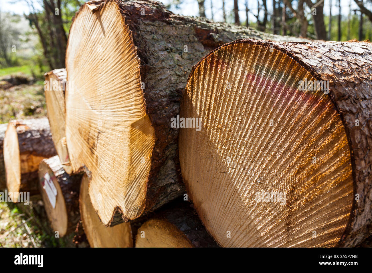 Cut spruce logs hi-res stock photography and images - Alamy