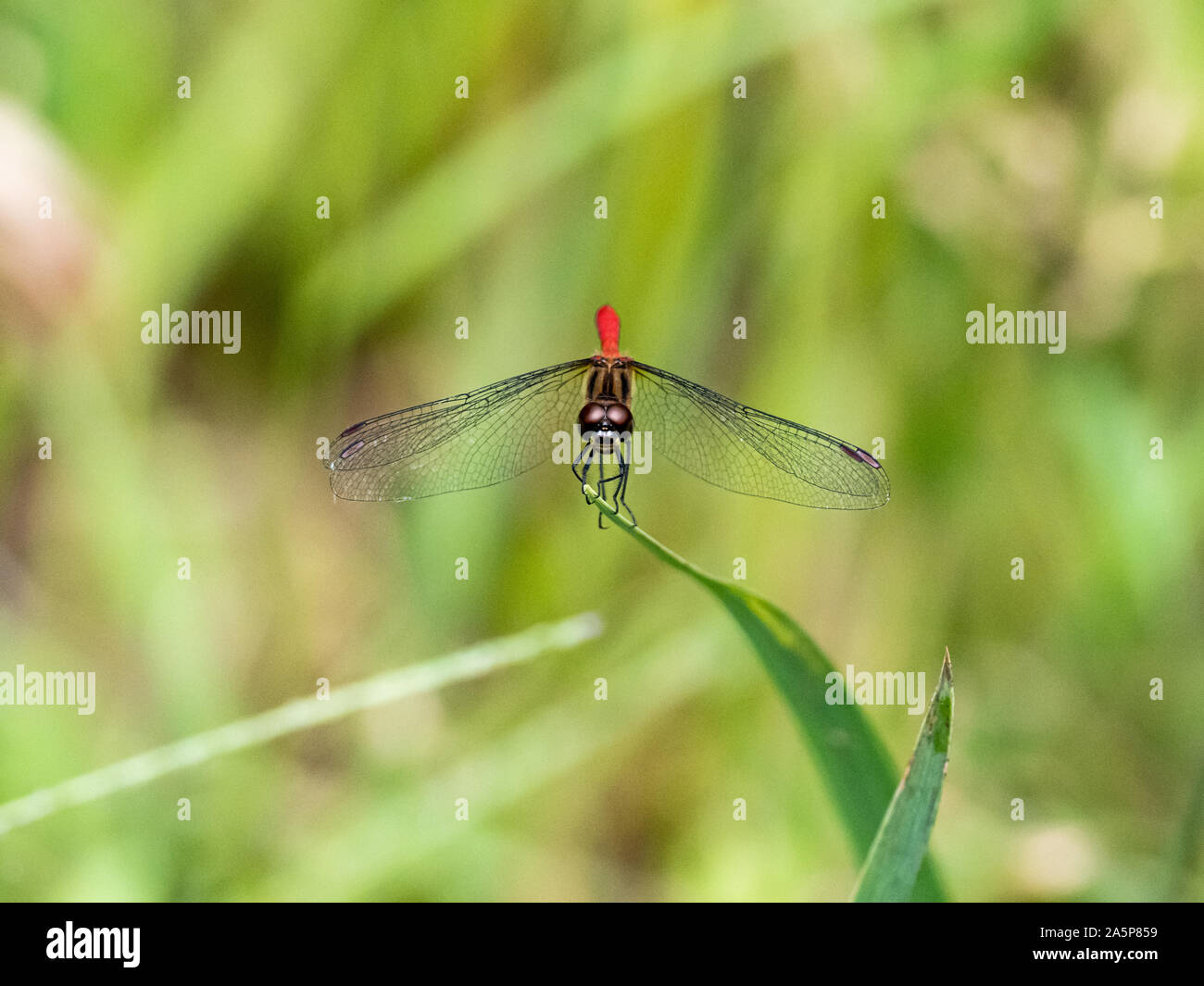 Japanese sympetrum risi yosico dragonflies, part of a family of dragonflies known as darters or meadowhawks, perches on a leaf in a Japanese park. Stock Photo