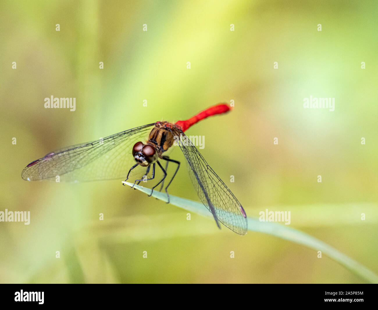 Japanese sympetrum risi yosico dragonflies, part of a family of dragonflies known as darters or meadowhawks, perches on a leaf in a Japanese park. Stock Photo