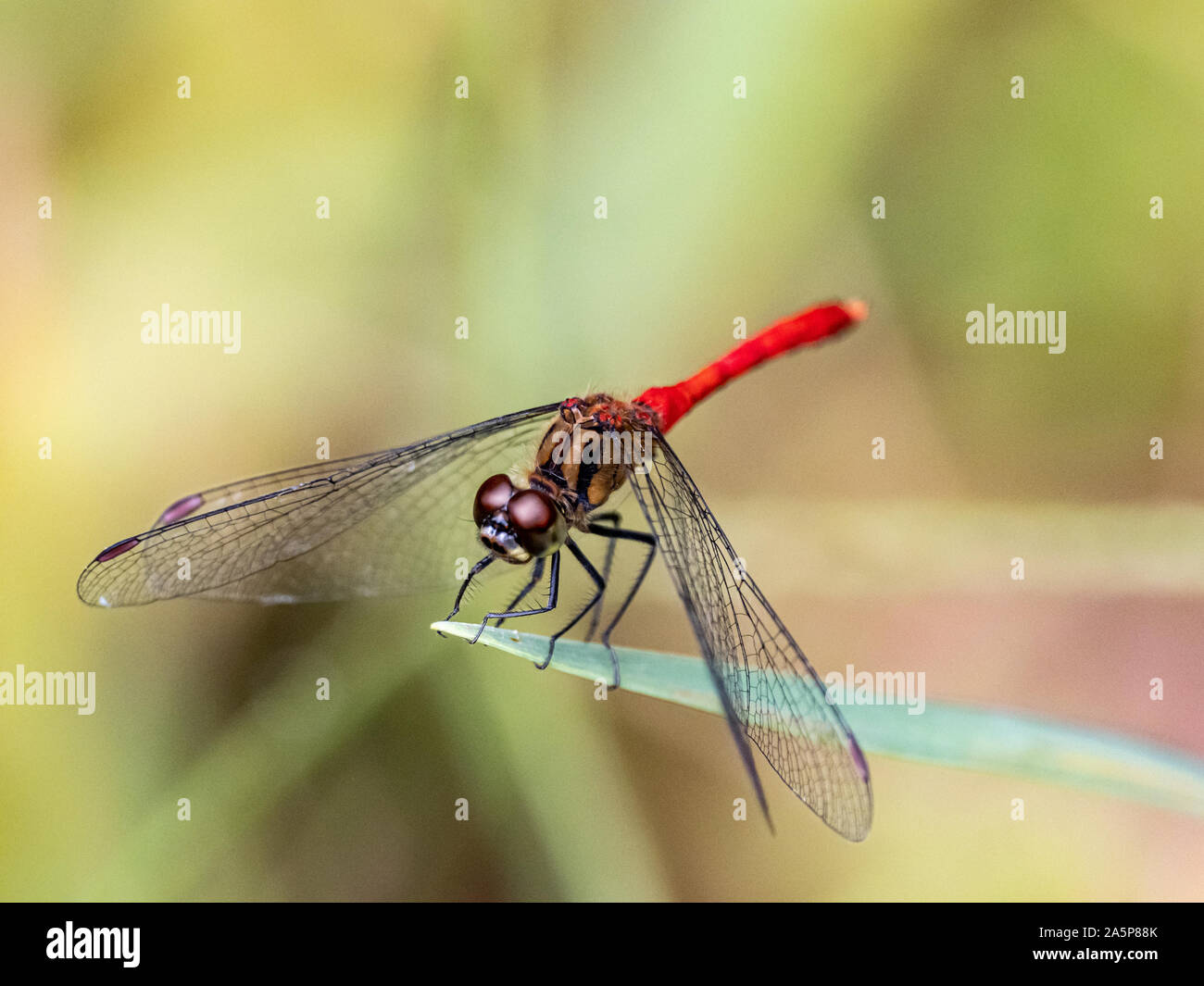 Japanese sympetrum risi yosico dragonflies, part of a family of dragonflies known as darters or meadowhawks, perches on a leaf in a Japanese park. Stock Photo