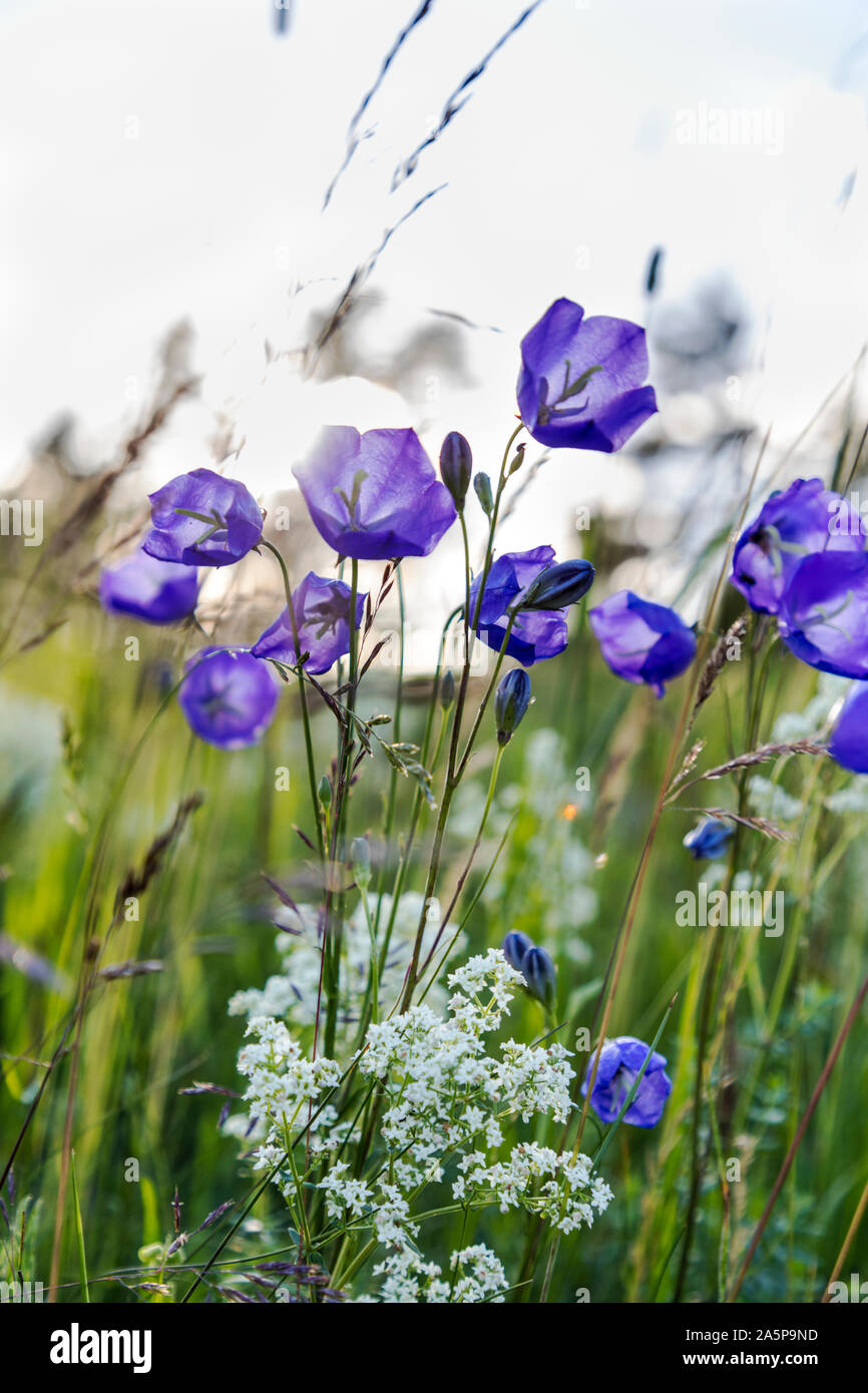 Light purple wildflowers hi-res stock photography and images - Alamy