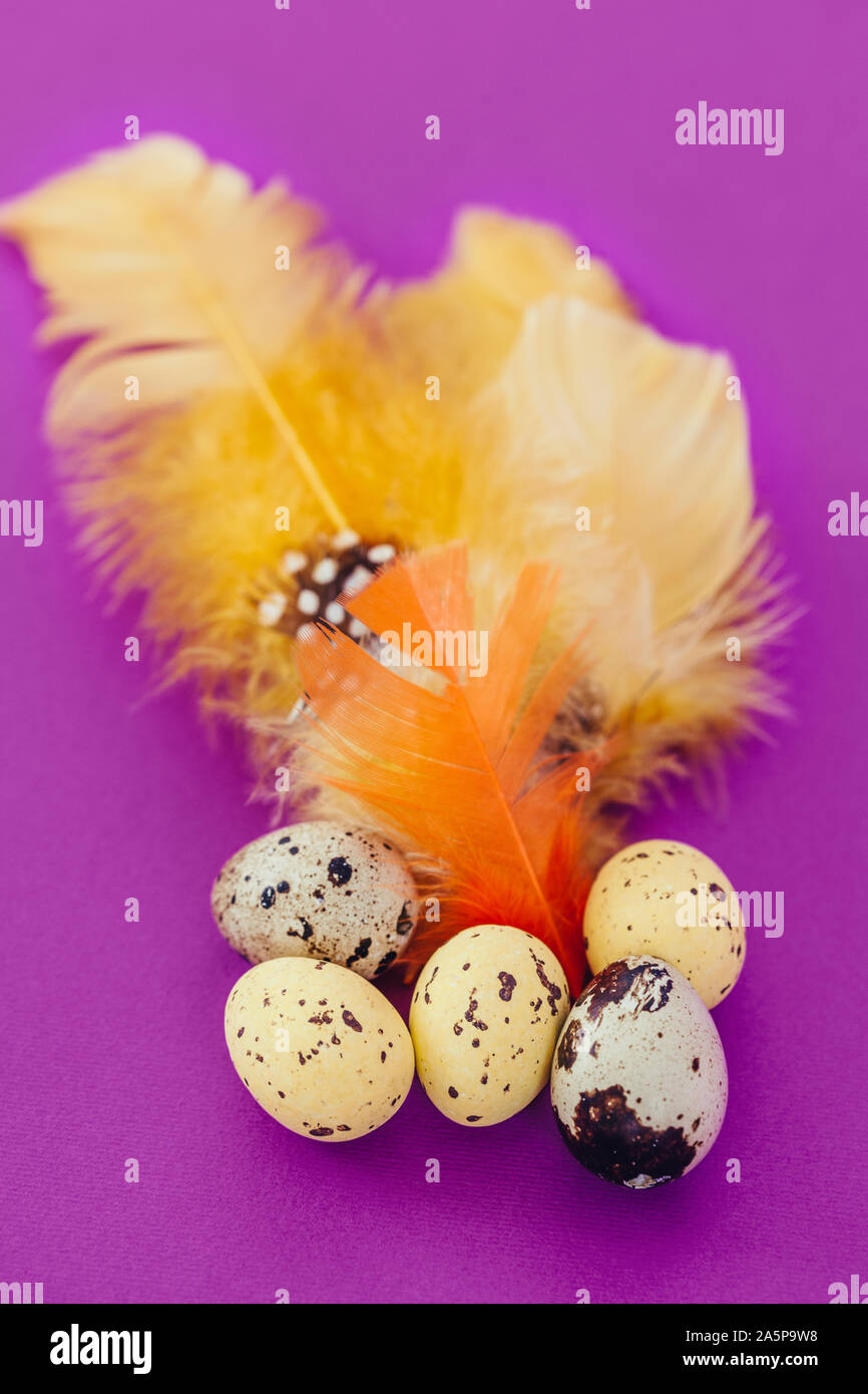 Spotted eggs and feathers Stock Photo