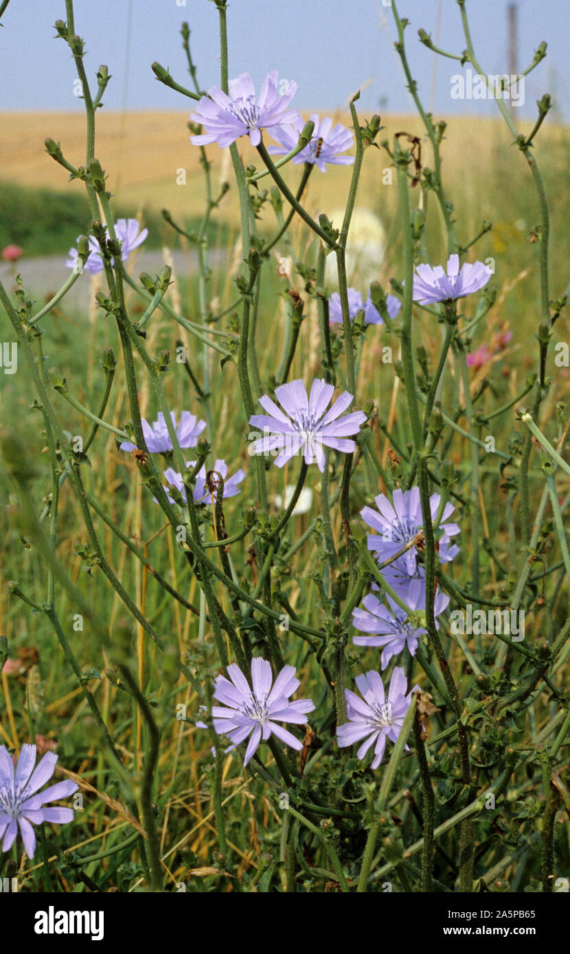 Blue flowers of common chicory (Cichorium intybus) by a roadside in France Stock Photo