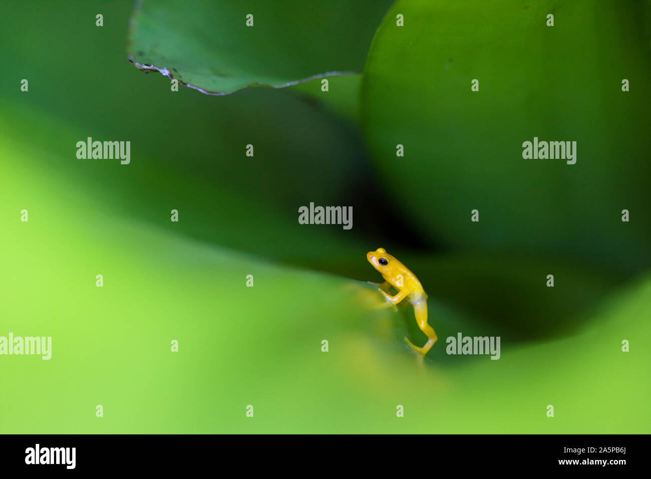 GOLDEN ROCKET FROG (Colostethus=Anomaloglossus beebei) in Tank bromeliad, Kaieteur National Park, Guyana. Vulnerable species. Stock Photo