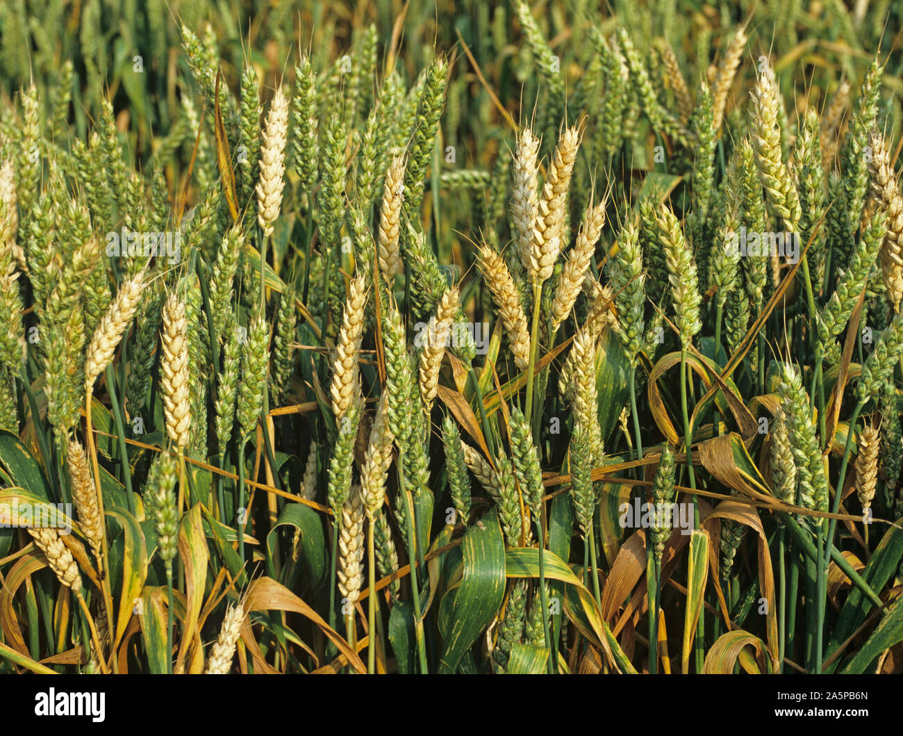 Typical symptom of blank ears or whiteheads caused by root and stem diseases in a wheat crop, premature ripening Stock Photo