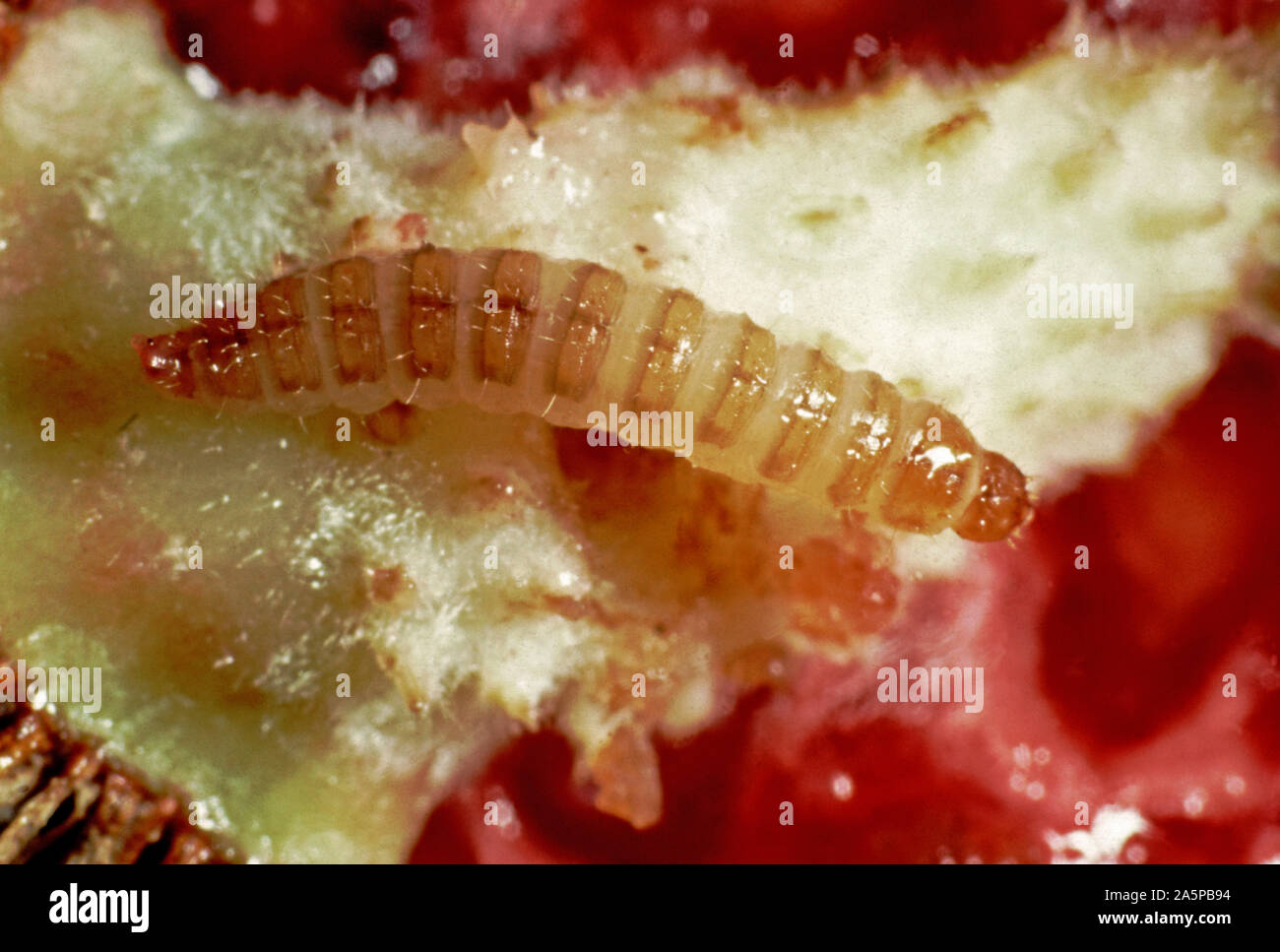 Raspberry beetle (Byturus tomentosus) larva, grub in damaged raspebbery fruit Stock Photo
