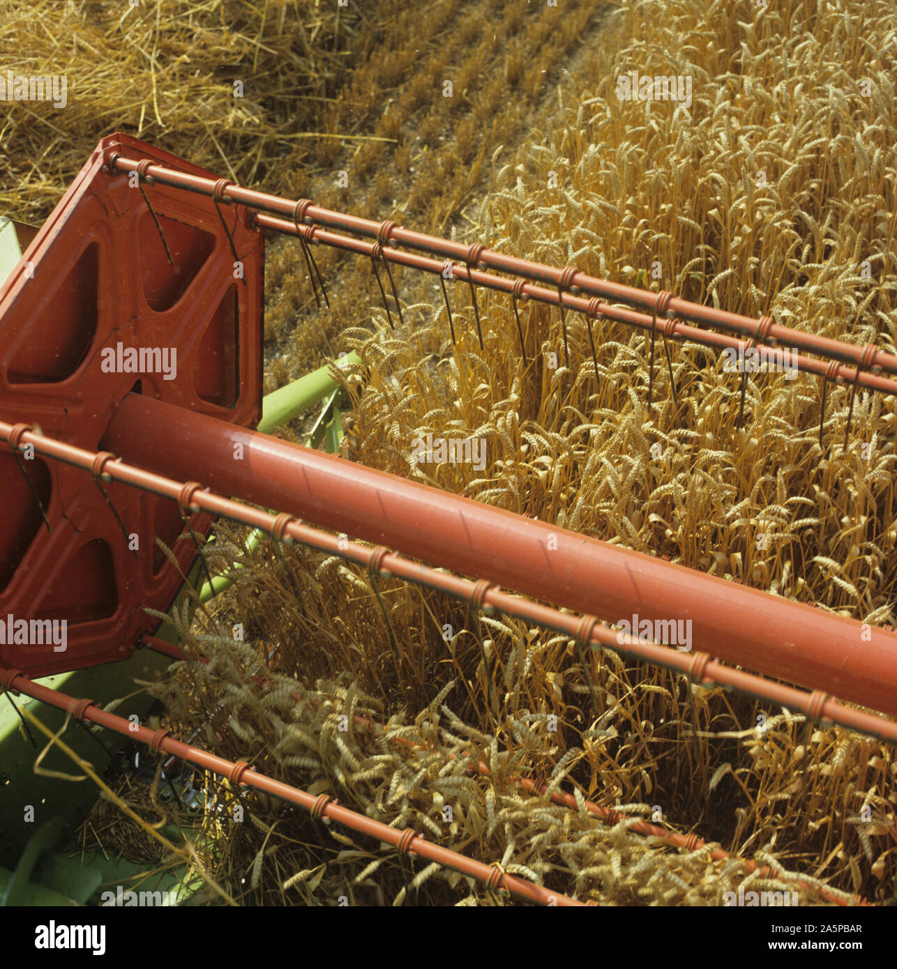 Looking down from the cab of a Claas combine at the header harvesting good  ripe wheat crop, Oxfordshire Stock Photo