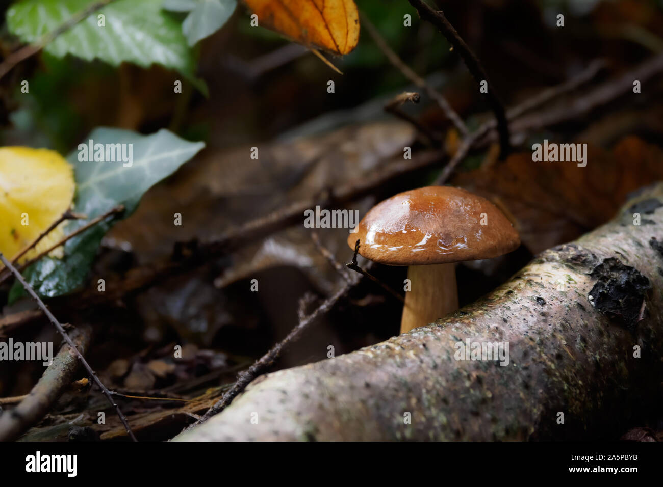 Wild mushroom Boletus Edulis growing in the forest, wild mushrooms in the woods. Edible mushrooms Stock Photo