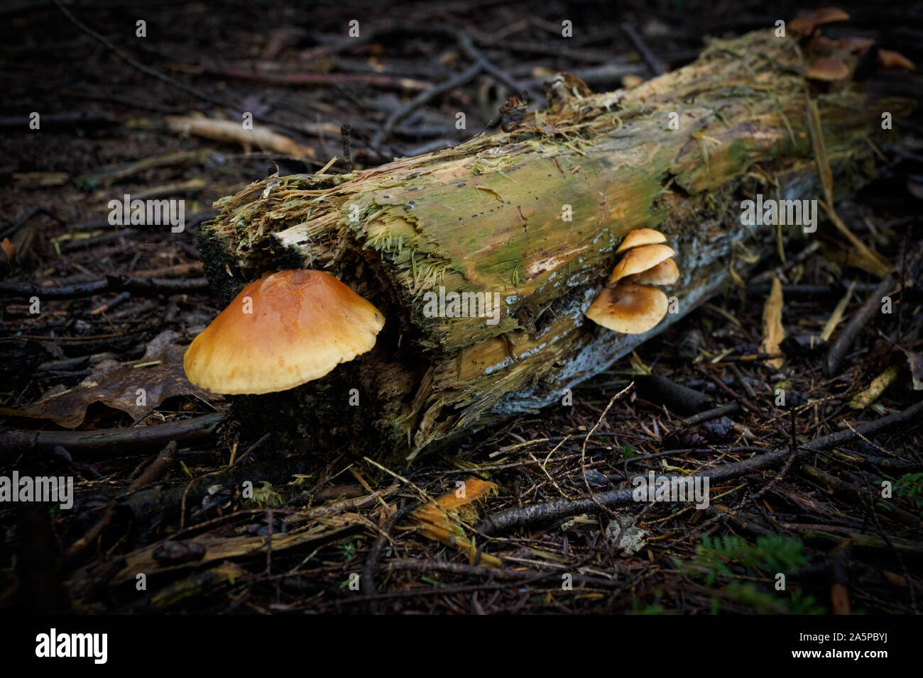 Wild mushroom growing in a dead tree trunk during the autumn Stock Photo