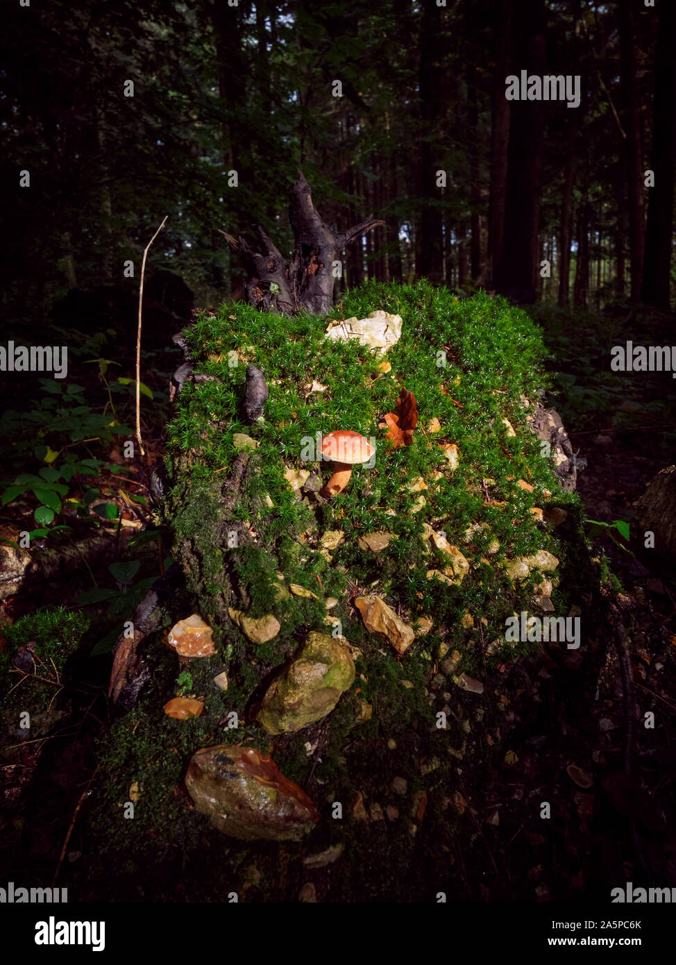 Wild mushroom Boletus Edulis growing in the forest, wild mushrooms in the woods. Edible mushrooms Stock Photo
