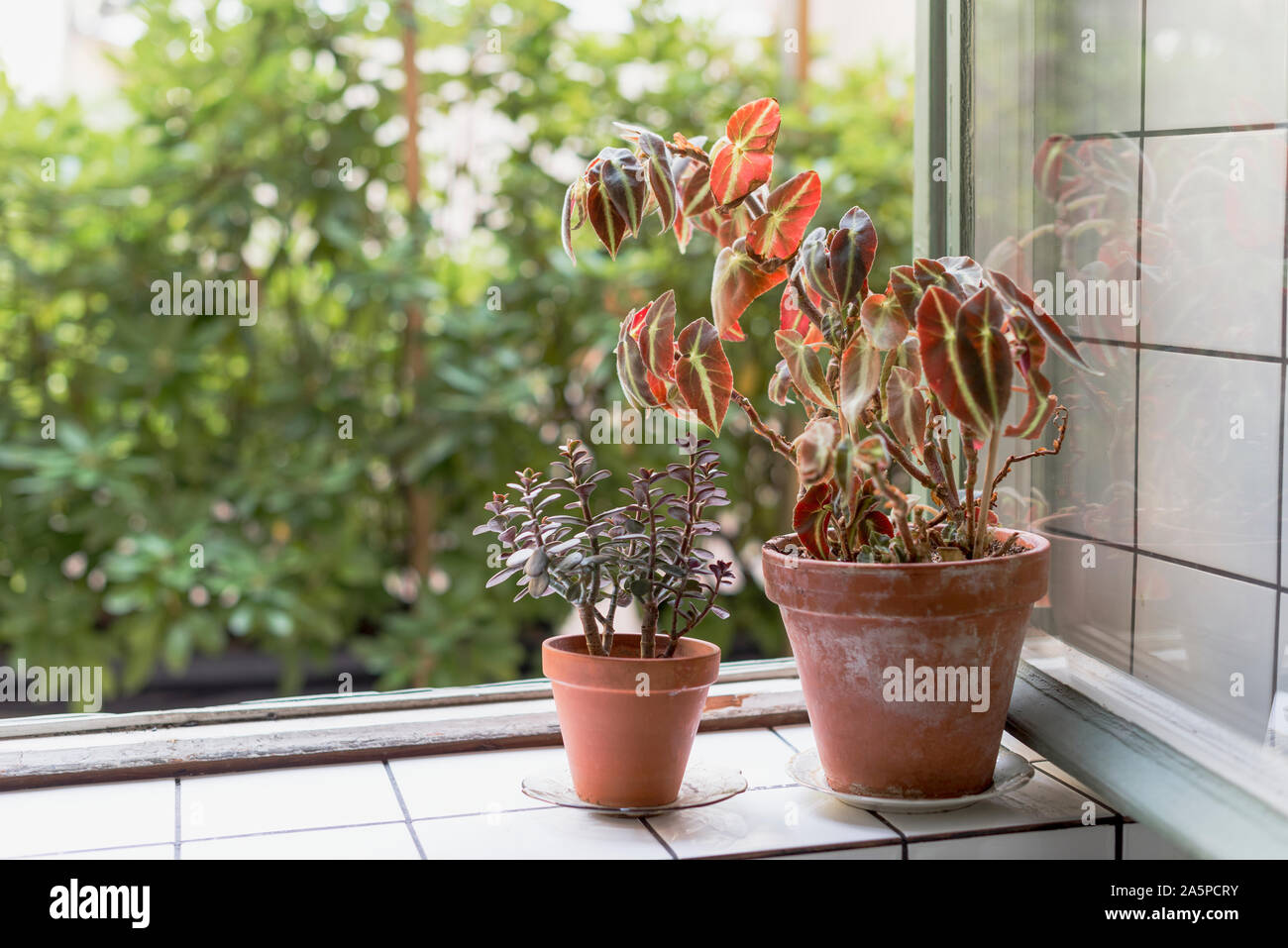 Potted plants on window sill Stock Photo - Alamy