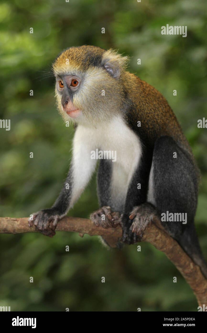 Campbell's Mona Monkey Cercopithecus campbelli Stock Photo