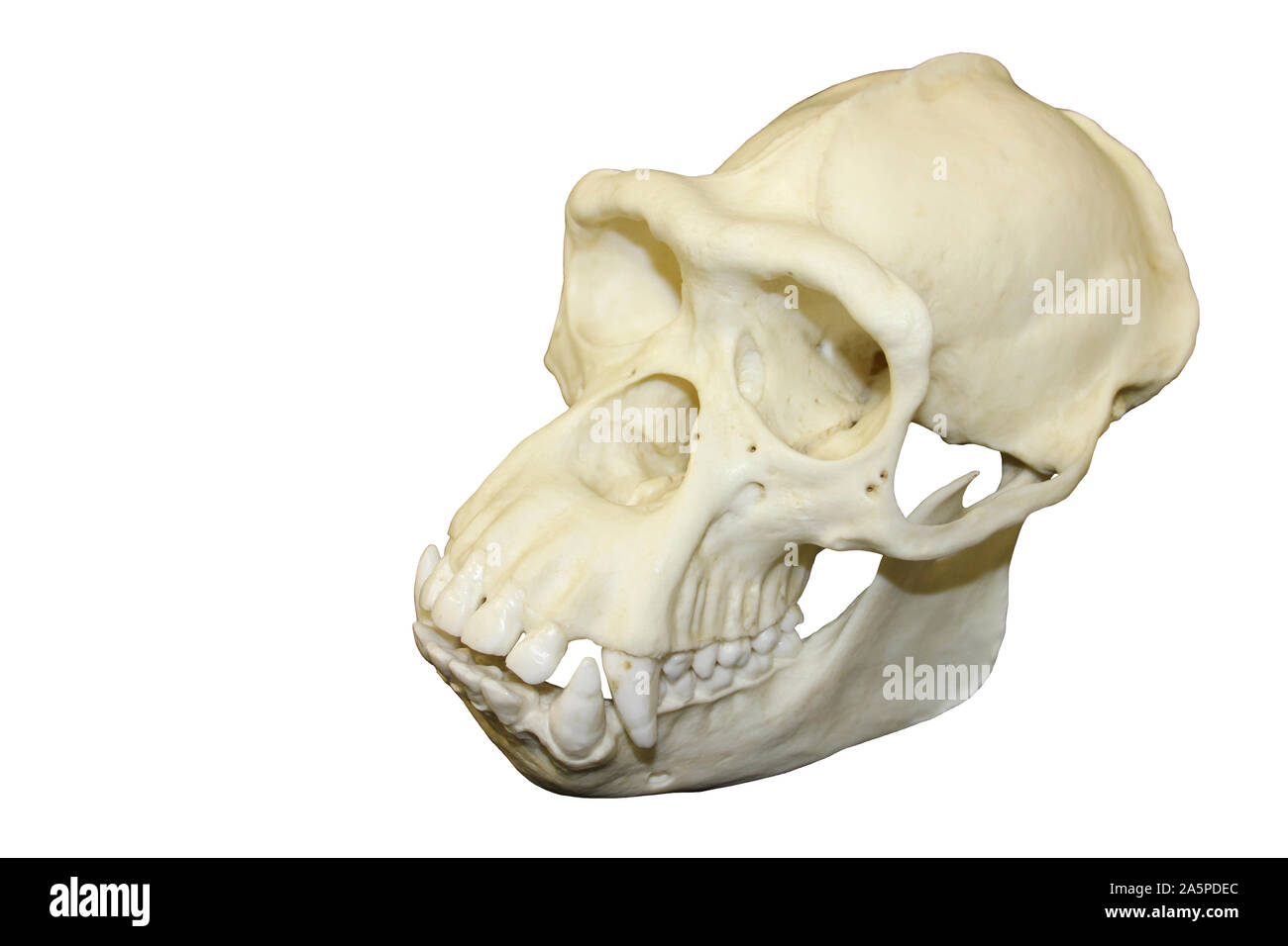 Male Chimpanzee Skull Stock Photo