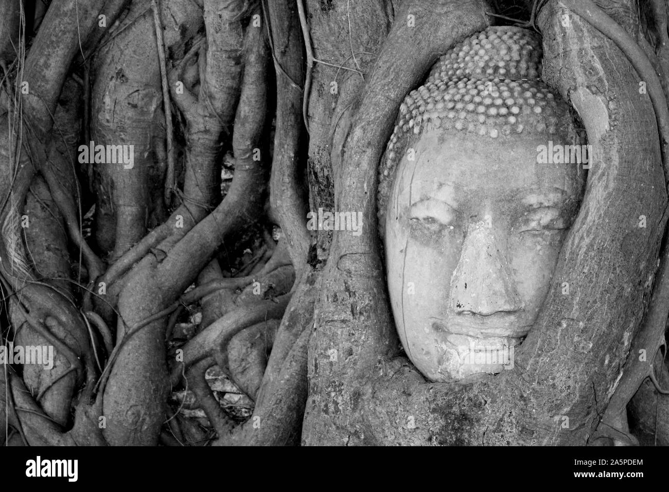 Buddha Head entwined In The Roots Of A Banyan Tree, Wat Mahathat, Ayutthaya, Thailand Stock Photo