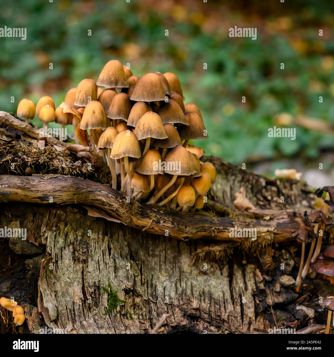 Autumnal mushrooms growing in the woods on a dead tree Stock Photo - Alamy