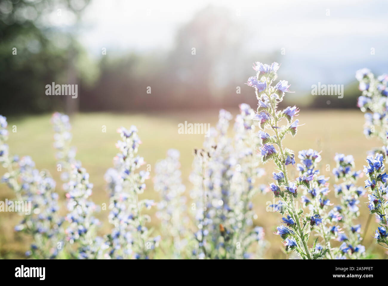 Wildflowers in meadow Stock Photo