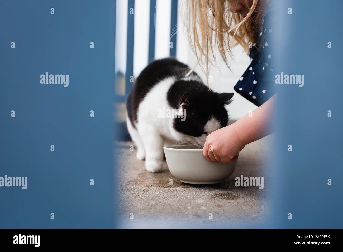 Girl feeding cat Stock Photo