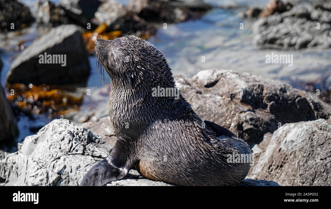 New Zealand Fur Seal of the Point Kean Colony in Kaikoura Stock Photo
