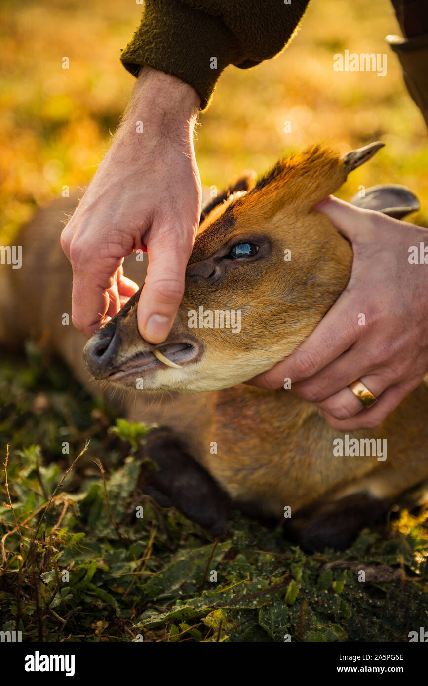 Hunter showing dead deer head Stock Photo