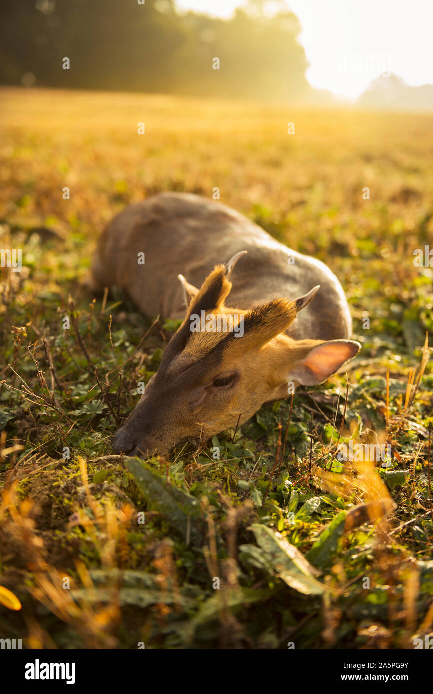 Dead deer lying in meadow Stock Photo - Alamy