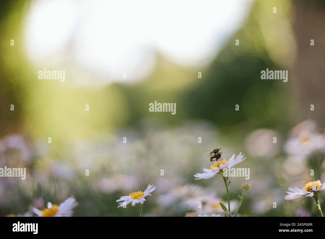 Insects on flower hi-res stock photography and images - Alamy