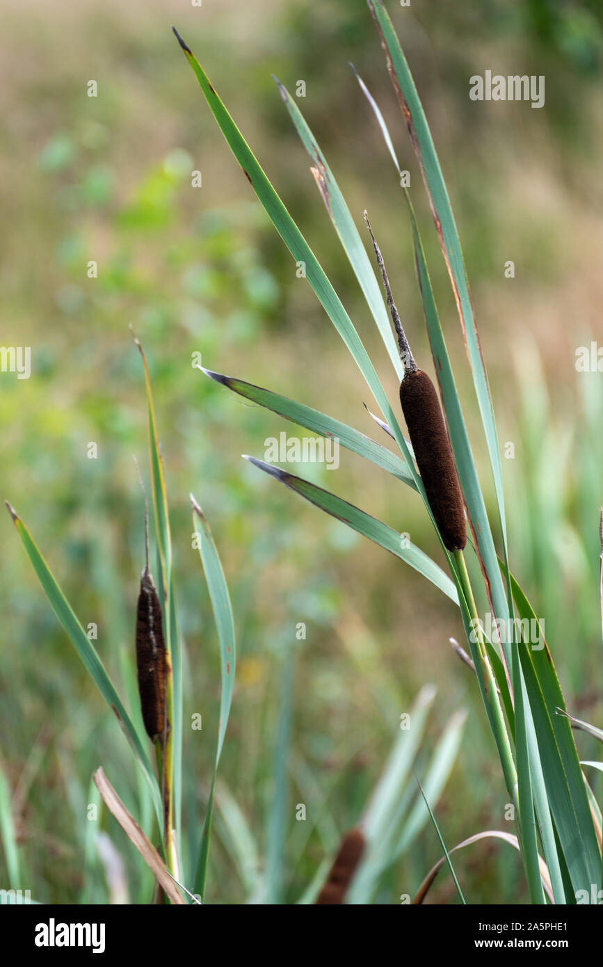 A wild bulrush and grass stem on the moors. Stock Photo