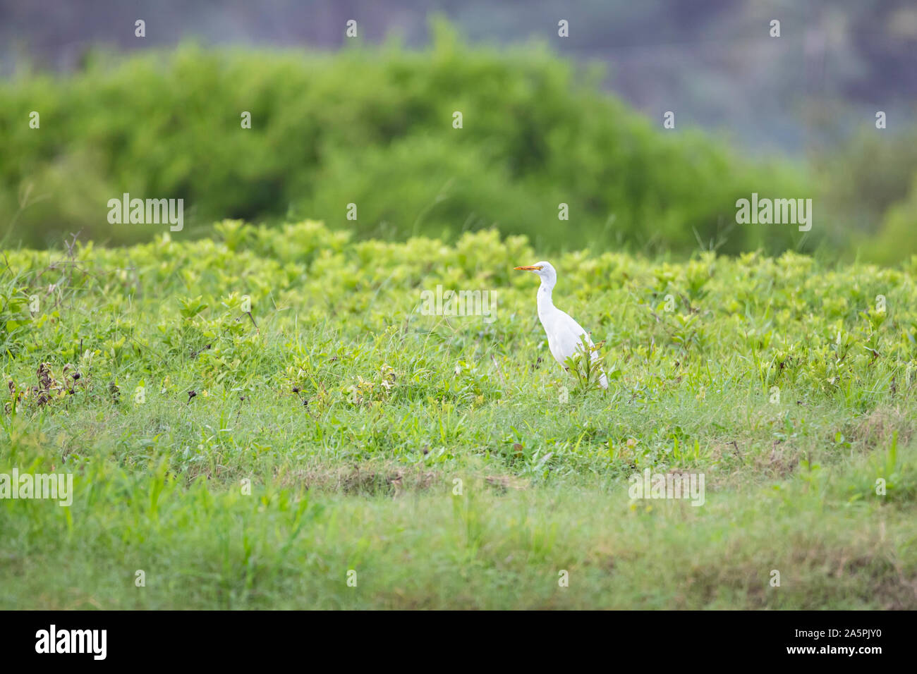 Plumed Egret Ardea Plumilera cinerea standing in a meadow. Looking for food in tall grass. The cattle heron is a long legged predatory wading bird of Stock Photo