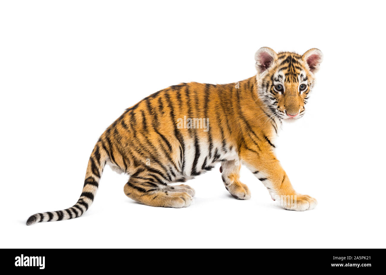 Two months old tiger cub sitting against white background Stock Photo ...