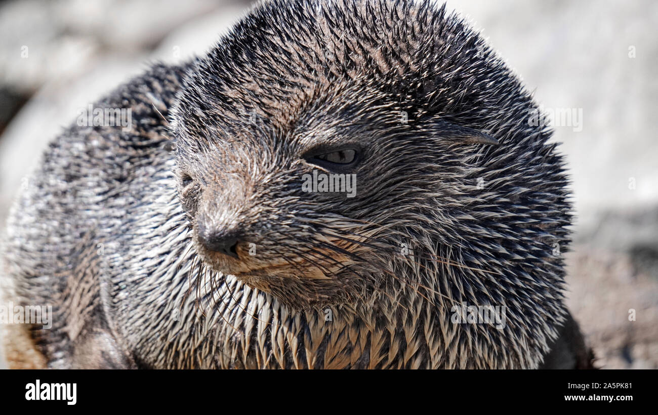 Whalers New Zealand High Resolution Stock Photography and Images Alamy