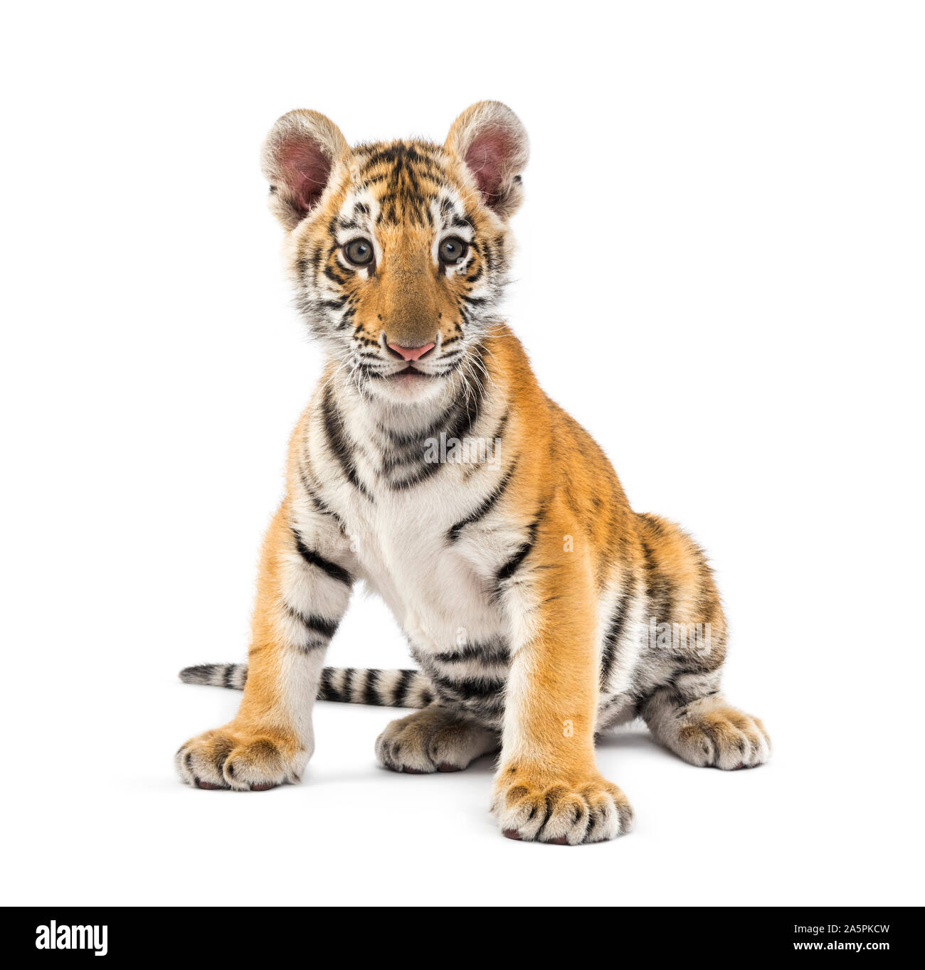 Two months old tiger cub sitting against white background Stock Photo ...