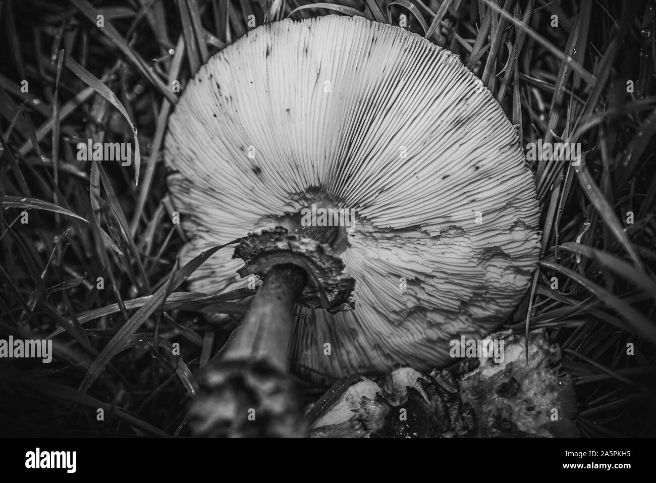 Fungi - Garden Mushroom Stock Photo