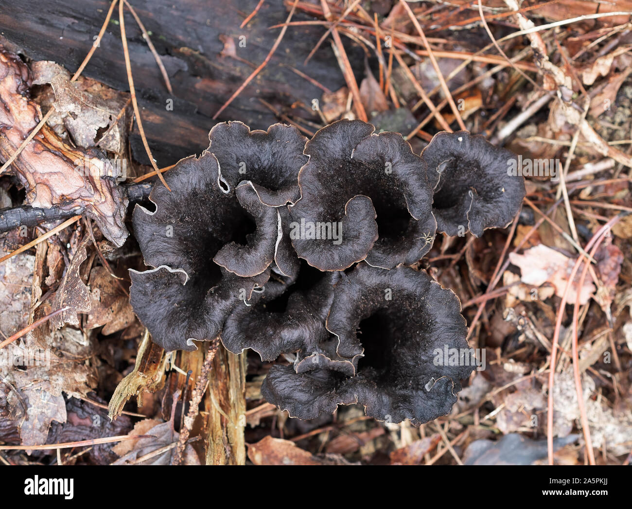 Craterellus cornucopioides edible mushrooms plants growing in nature. Aka Horn of plenty, black chanterelle, black trumpet etc. Stock Photo