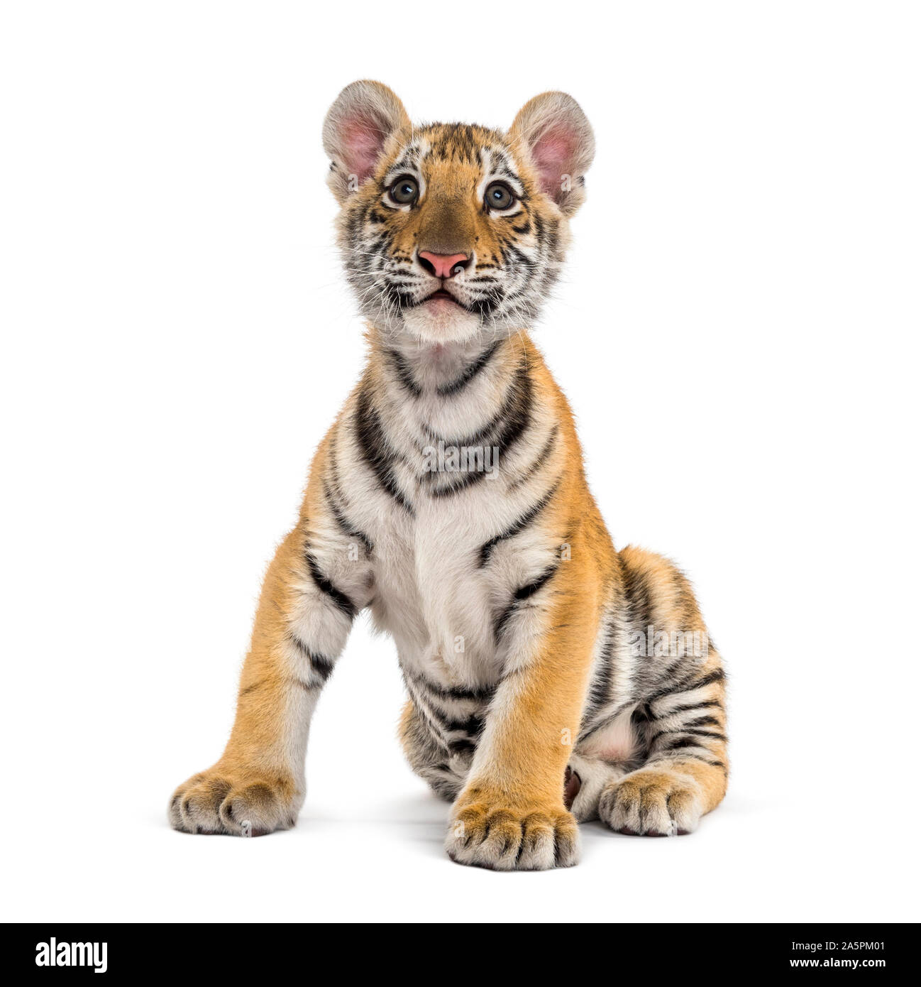 Two months old tiger cub sitting against white background Stock Photo -  Alamy