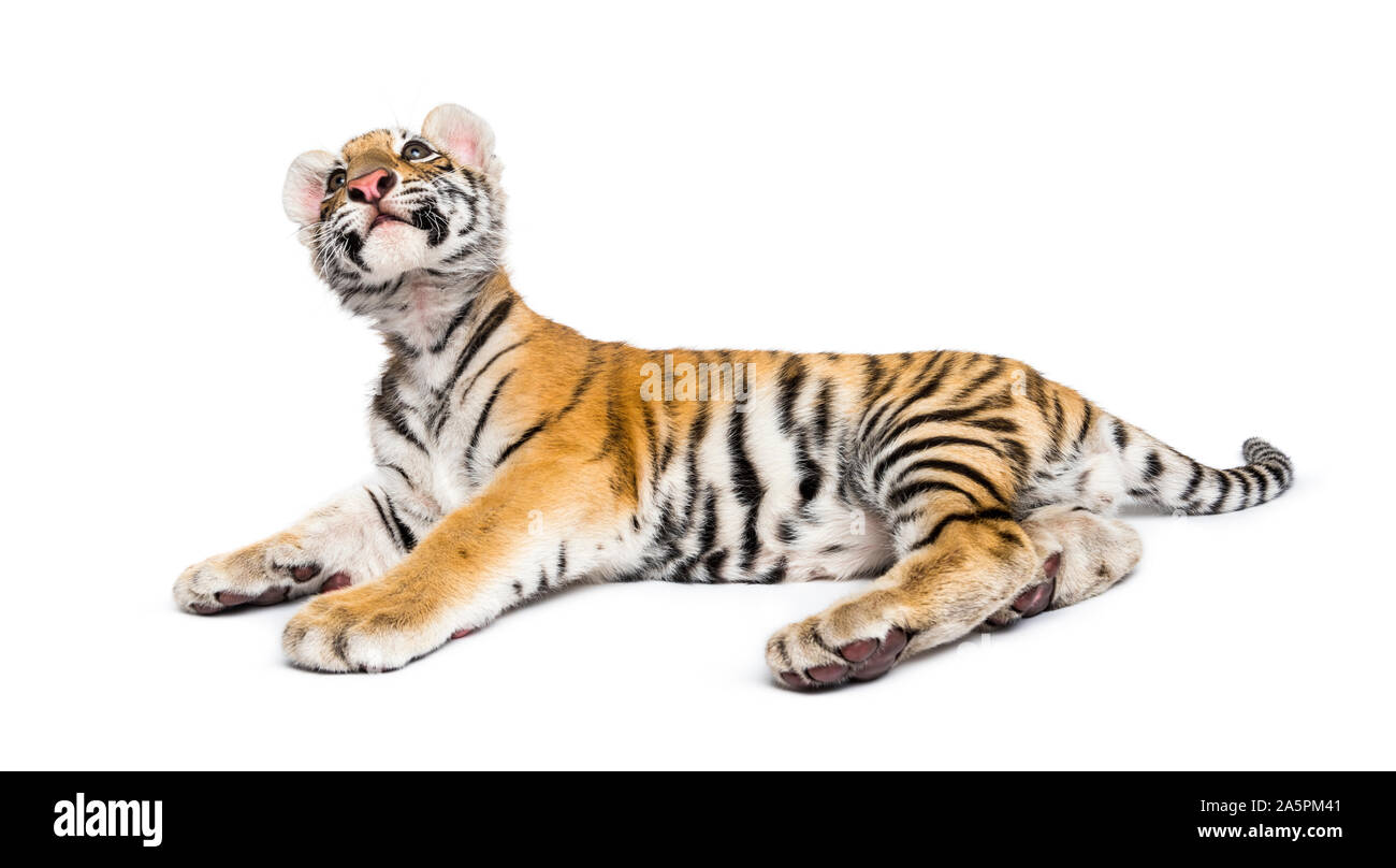 Two months old tiger cub lying against white background Stock Photo - Alamy