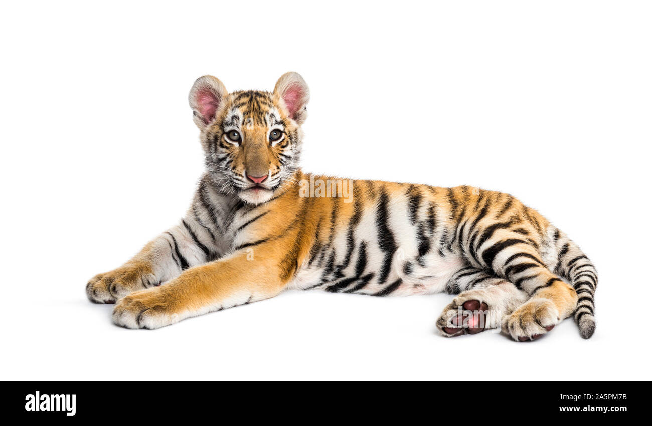 Two Months Old Tiger Cub Lying Against White Background Stock Photo - Alamy