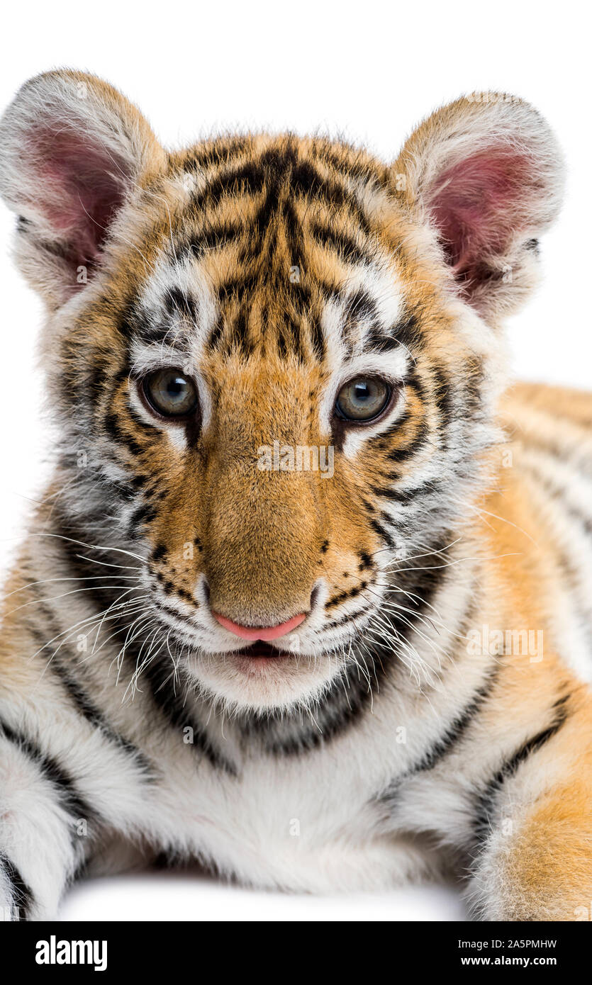 Close-up on a Two months old tiger cub against white background Stock ...