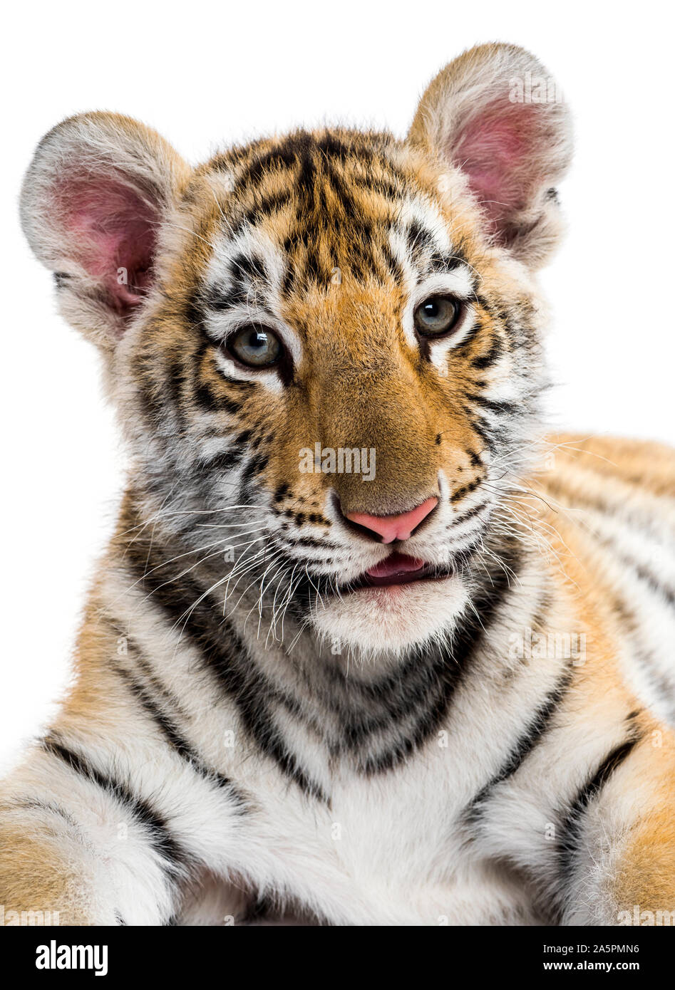 Close-up on a Two months old tiger cub against white background Stock ...