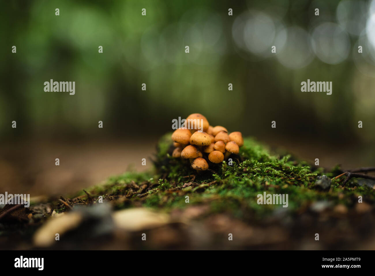 Close-up of mushrooms in forest Stock Photo