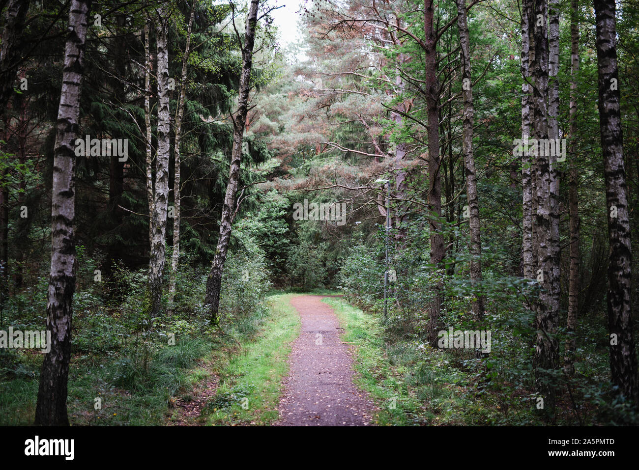 Footpath in forest Stock Photo